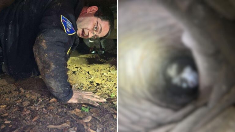 Texas Renter Hears Sounds Under Floorboards, Then Finds Someone Trapped Inside Underground Well