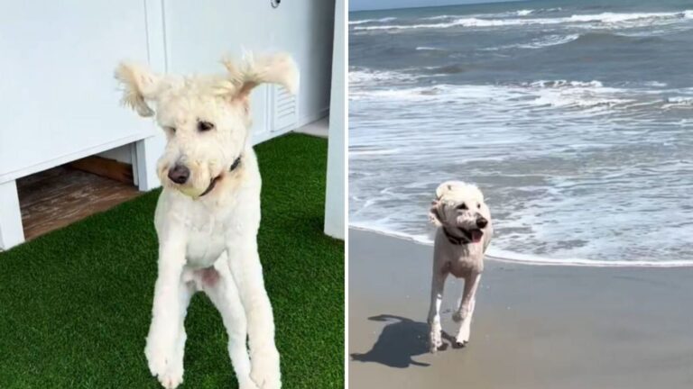 North Carolina Woman Brings Her Dog To The Ocean, Then Witnesses Something Truly Special