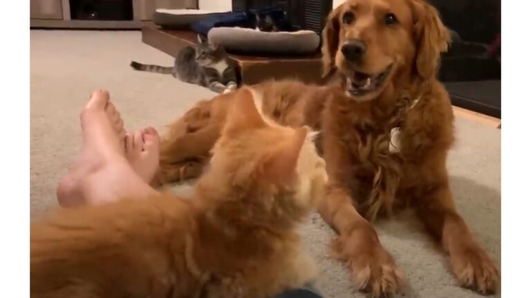 California Woman Rescues A Little Kitten, But She Wasn’t Ready For What Her Dog Would Do