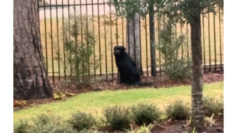 Florida Rescue Dog Stands By Neighbor’s Fence Every Day And The Reason Melts Hearts