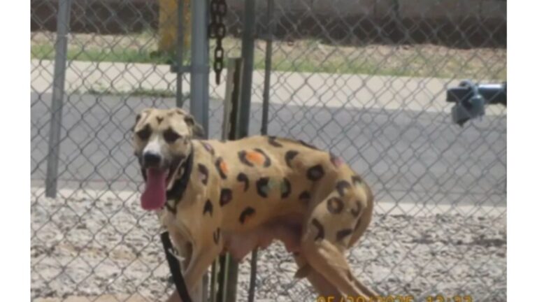 Dog Covered In Leopard Spots Left Tied To A Fence, Struggling To Breathe In Scorching Heat