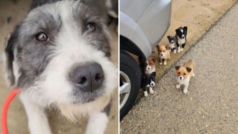 California Man Notices Starving Dog Protecting Her Puppies In Orchard And Decides To Act