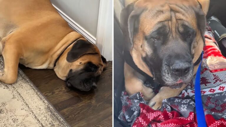 Pennsylvania Mastiff Makes Dramatic Attempt To Avoid The Vet And The Scene Is Priceless