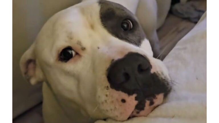 Indiana Woman Watches Livestream And Can’t Believe What Her Pup Is Doing While She’s Gone