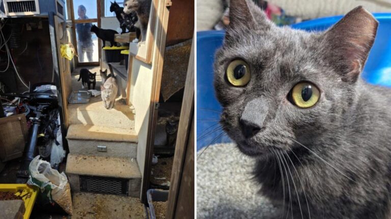 23 Cats Found Surviving On Neglected Boat Leave Florida Rescuers Completely Stunned