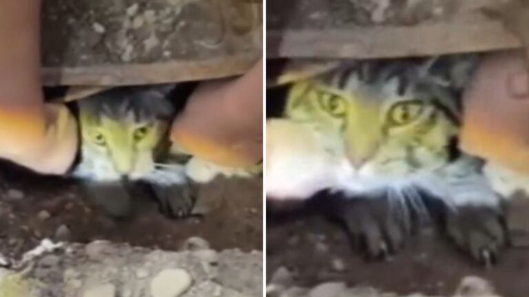 Missing Cat In Minnesota Finally Found After 2 Months In Unbelievable Location