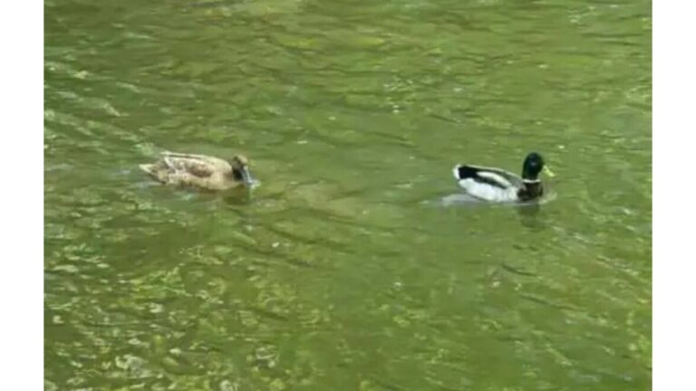 Women See Ducks Floating Peacefully In Michigan park, Then Notice Something Terribly Wrong