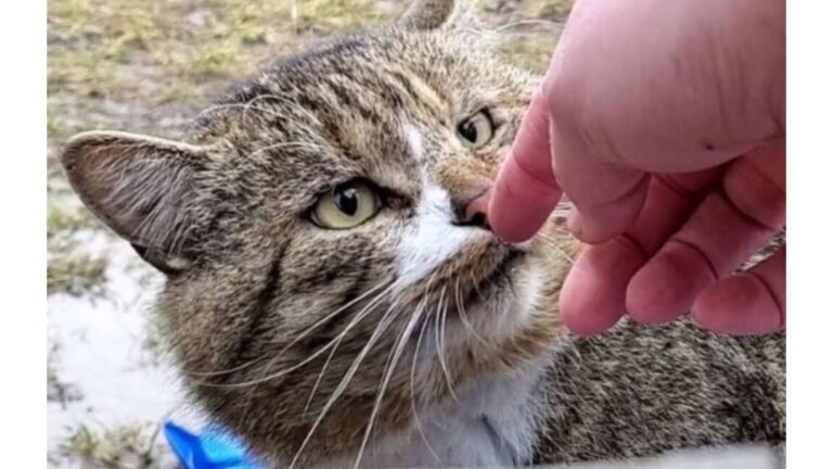 Skittish Feral Cat Keeps Visiting Woman’s Porch In Tennessee Until She Finally Understands Why