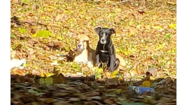 Detroit Electrician Drops Everything After Spotting Two Emaciated Puppies Behind Vacant House