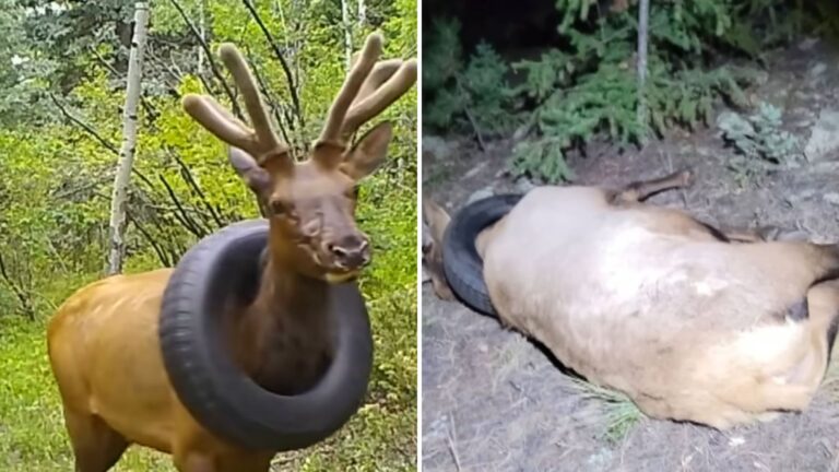 Watch The Incredible Moment Colorado Elk Is Finally Freed After Two Years Trapped In A Tire