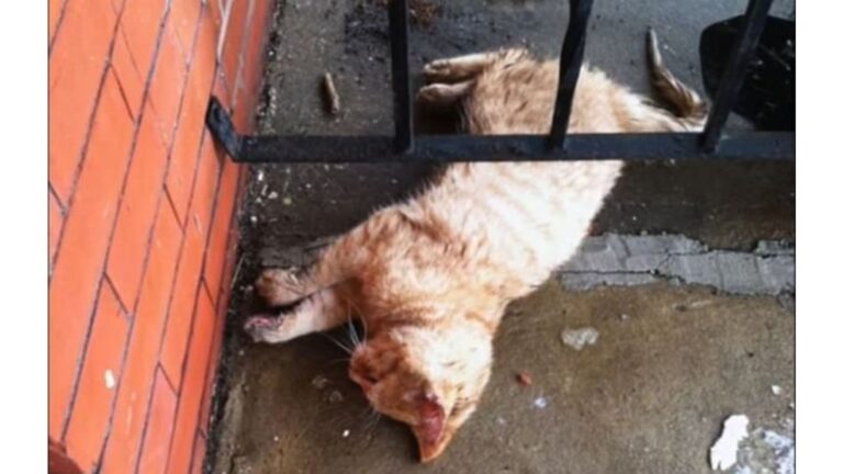 North Carolina Teacher Finds A Frozen Cat Lying On His Porch And Acts Instantly