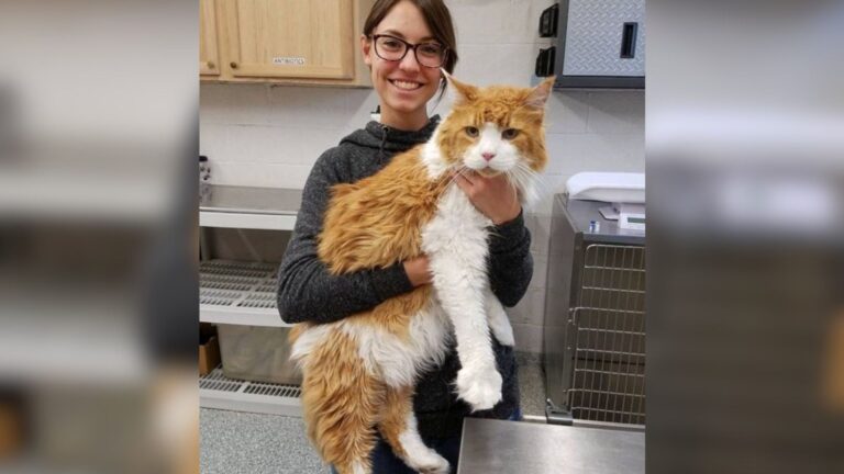 Maryland Family Leaves Cat At Shelter For Being Too Calm, Staff Can’t Believe What Happens Next