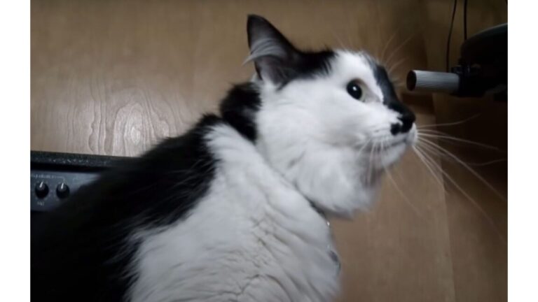 Oregon Family Calls 911 After ‘Cat From Hell’ Attacks Their Baby, Then Traps Them In Bedroom