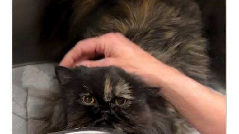California Family Finds Cat On Their Porch Trying To Get Their Attention For Something Urgent
