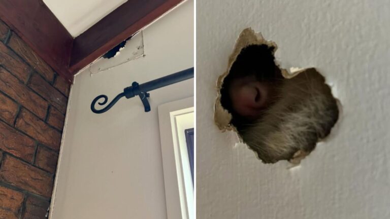 Ohio Couple Notices A Hole In Their Wall And Suddenly A Tiny Pink Nose Wiggles Through