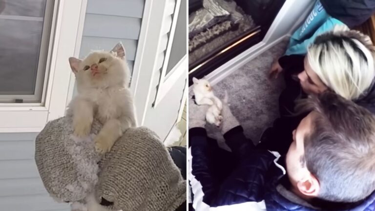 Utah Family Found Lifeless Kitten Covered In Frost, What Happened Next Was Unforgettable