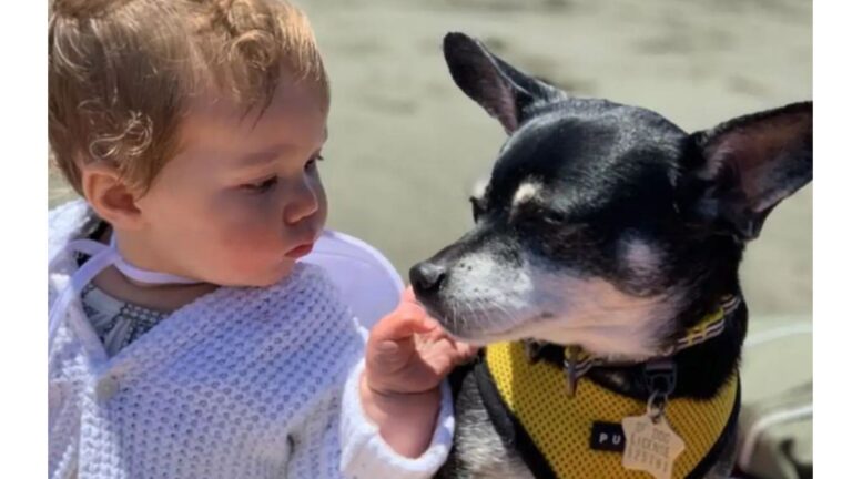 California Family Adopts A Dog Resembling Their Late Pup And Makes An Incredible Discovery