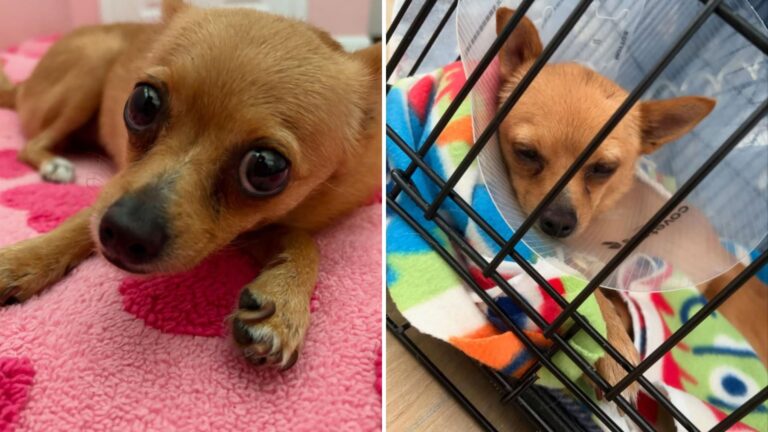 Florida Family Notices Something’s Wrong With Their Dog, Then Vet Gives Devastating Diagnosis