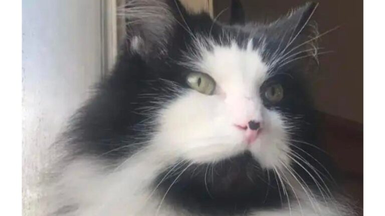 Eviction Forces Washington Family To Give Up Their Cat, Then Fate Steps In 2 Years Later