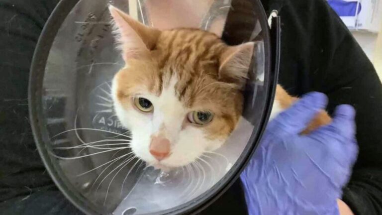Oregon Family Rushes Cat To ER For Vomiting, Then X-Ray Reveals A Shocking Object In His Mouth