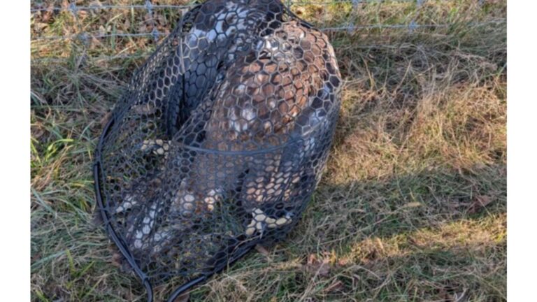PA Family Noticed Mysterious Creature Lying In The Field, The Next Moment Took Them By Surprise
