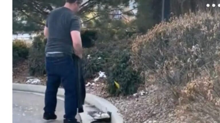 Utah Family Sees Motionless Pile Of Feathers Outside Drive-Thru And Walks Over To Investigate