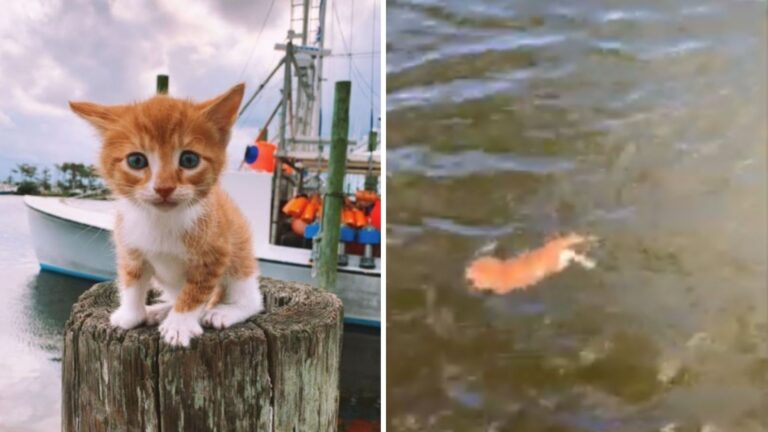 North Carolina Family Watches Their Kitten Jump Into Ocean And Can’t Believe What Happens Next