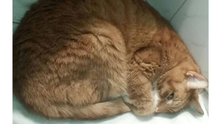 NY Family Surrenders Their Cat To Shelter After 7 Years And Staff Can’t Believe The Explanation