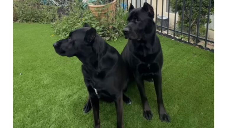 California Family Takes DNA Test On Their Cane Corso Puppies And The Answer Is Shocking