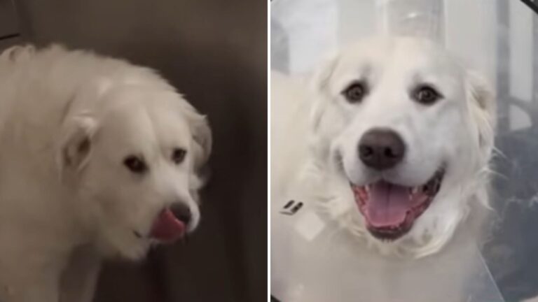 Florida Family Plans To Euthanize Their Deaf Dog, Then Unexpected Twist Changes Everything