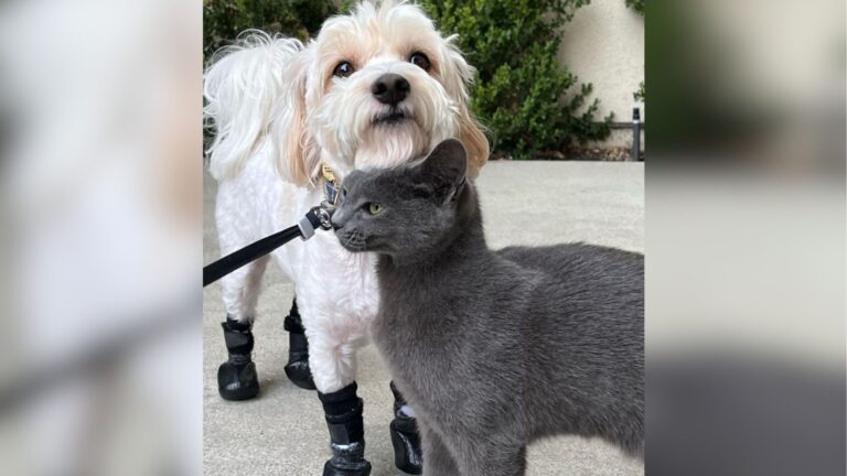 Feral Cat Kept Following California Woman And Her Dog Until They Realized Why