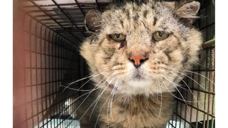 Texas Feral Cat Avoided Human Touch For Years Until One Woman Turned His World Upside Down