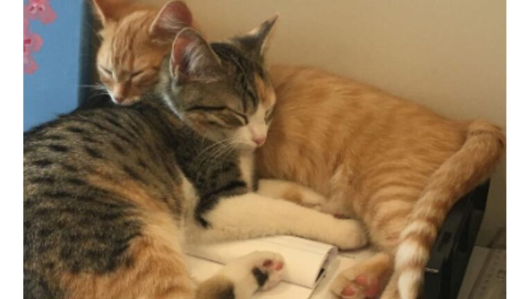 Ohio Finance Office Welcomes Two Abandoned Kittens And Their Names Are Too Perfect