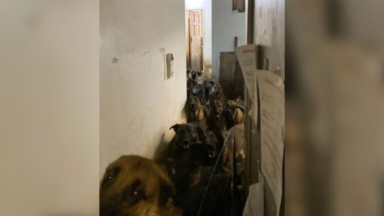 40 Dogs Found Cramped In Horrific Conditions Inside New York Apartment Leave Rescuers Shocked