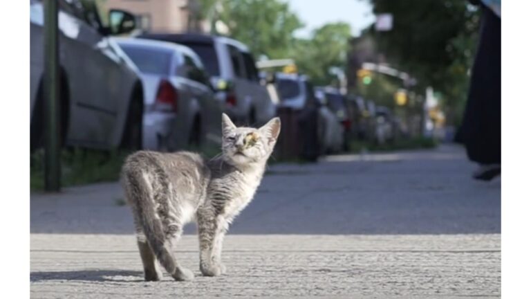NYC Man Rescues Kitten With Infected Eye And ‘Accidentally Forgets’ To Put Her Up For Adoption