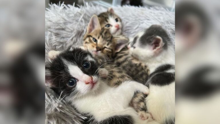 Box Left At Loading Dock In North Carolina Holds Four Little Souls Desperately Clinging To Life