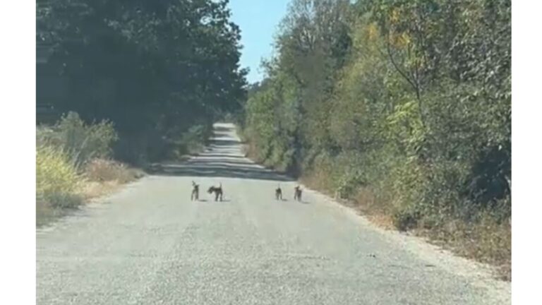 Woman Driving Through Texas Stops To Admire Cows Grazing And Walks Into An Unbelievable Trap