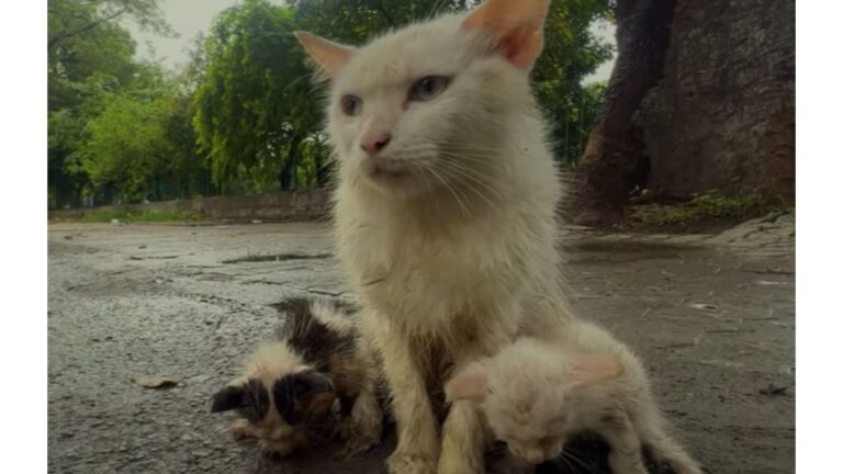 NY Man Notices Frail Mama Cat Struggling On The Street, Then Makes A Heartbreaking Discovery