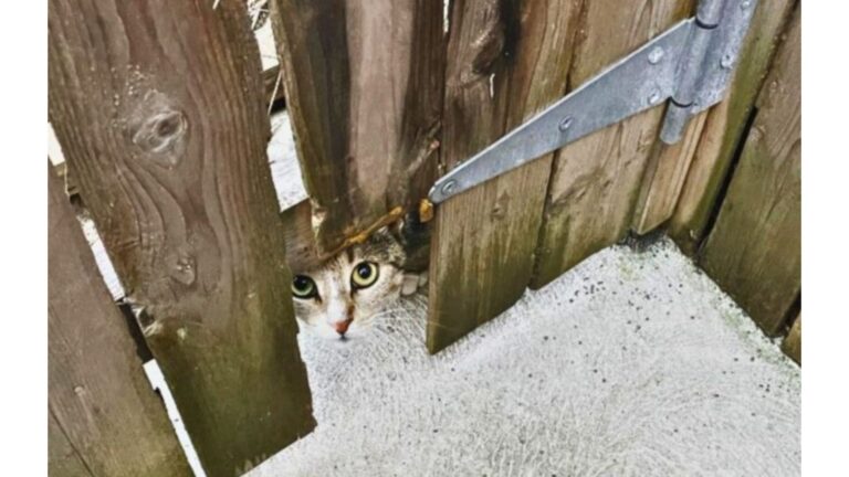 Pennsylvania Man Opens His Home To A Stray Cat, Then Gets A Surprise He Never Saw Coming