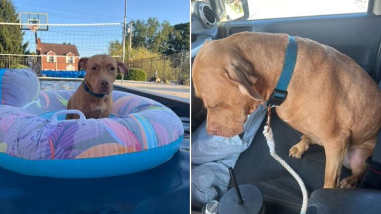 PA Shelter Dog Refuses To Return Inside After Fun Day Out, Unaware It’s Her Last Day There