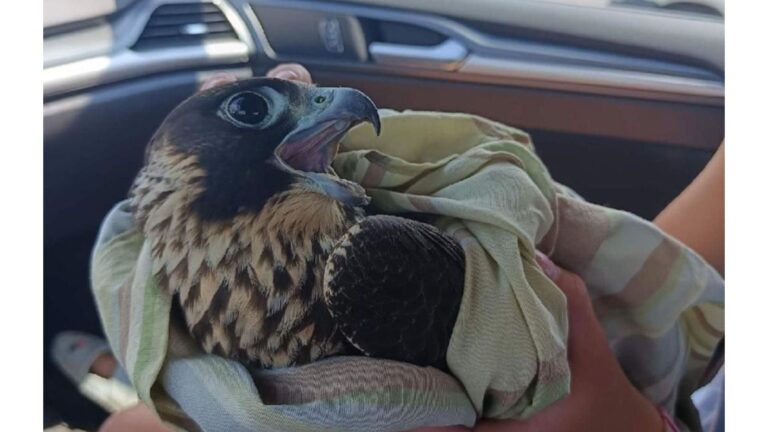 Friends Stop On Rural Road In Pennsylvania To Help Struggling Bird, Then Realize What It Is