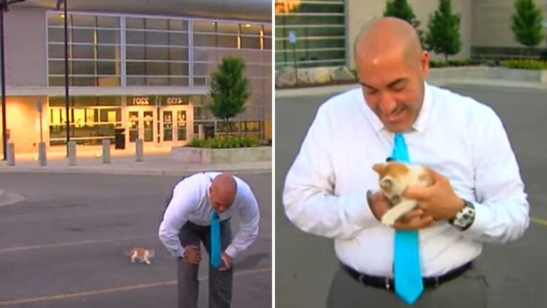 Michigan Live Broadcast Takes Unexpected Turn After Tiny Furry Guest Appears On Camera