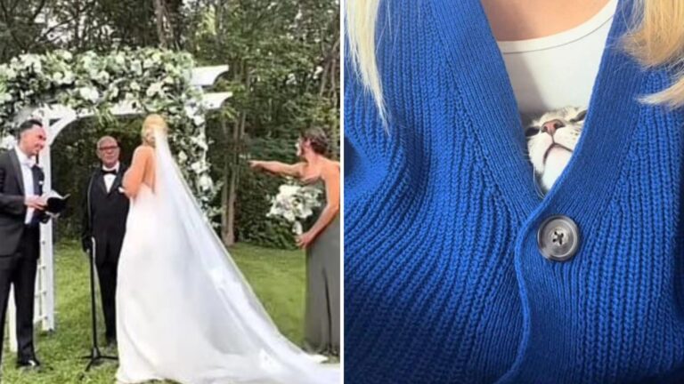 Stray Cat Crashes A Wedding In New York And Walks Away With A Forever Family