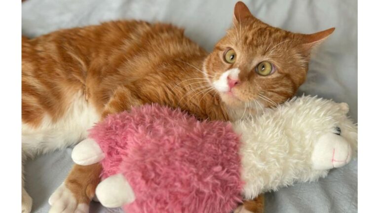 NY Girl Forms Special Bond With Cross-Eyed Stray Cat And Becomes His Lifeline
