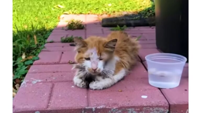 New Jersey Man Thinks It’s Just A Stray Cat In His Yard… Until He Looks Closer