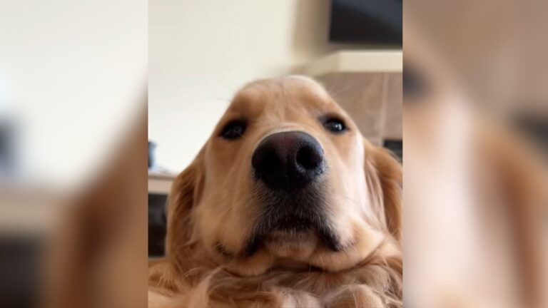 Seattle Pup Is The Sweetest Companion By Day, But Watch What Happens At Night