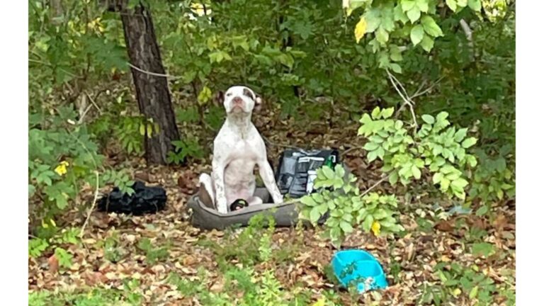 Florida Family Dumps Injured Puppy In The Woods With Only A Few Belongings To Comfort Him