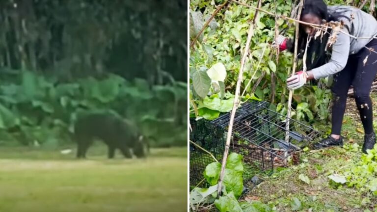 Woman Sees A Strange Figure In Philadelphia Woods And Gets A Sudden Feeling Something’s Wrong