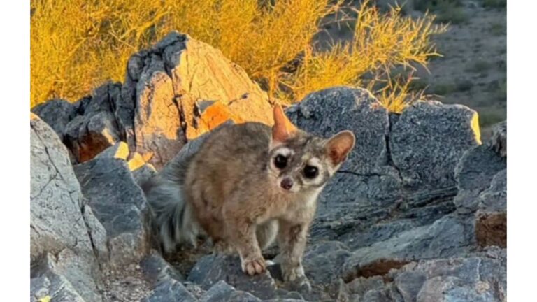 Hiker In Arizona Sees Odd Creature Eating Fruit And Realizes It’s Something Incredibly Rare