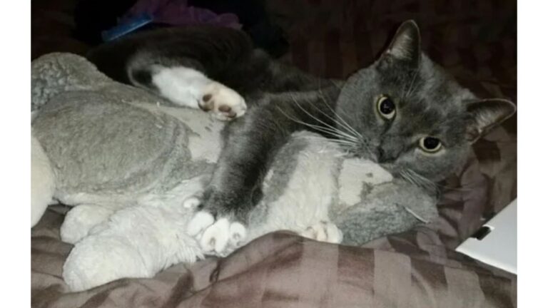 After Losing His Owner At 16, Maryland Cat Refuses To Let Go Of His One Source Of Comfort